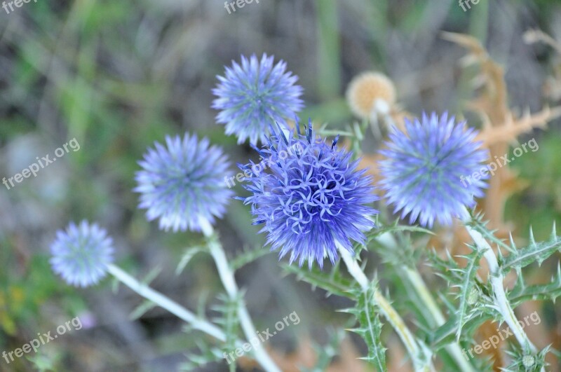 Thistle Blue Thistle Summer Nature Flowers