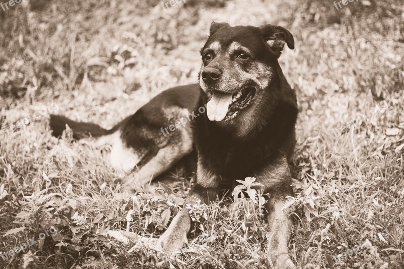 Dog Friend Pets Animal My Favorite