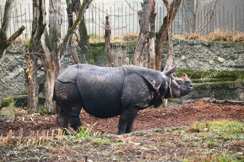 Rhino Male Horn Wild Animal Animal World