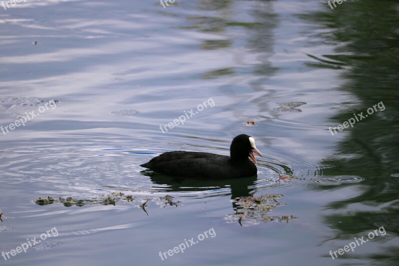 Coot Water Swim Bird Water Bird