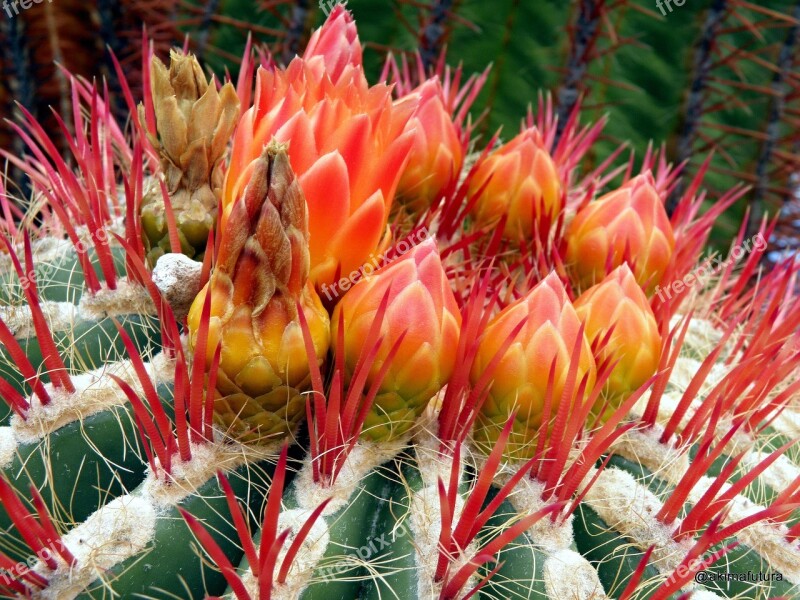 Cactus Blossom Bloom Cactus Flower Bloom