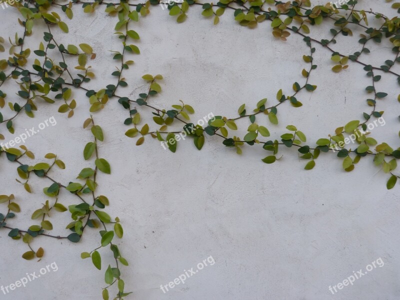 Vines Vines On Wall Nature Background Concrete Green Vines