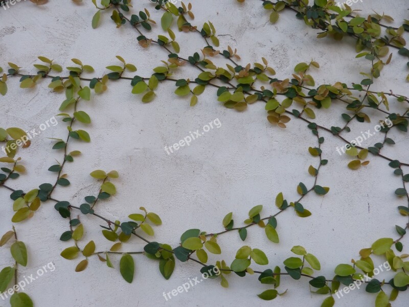 Vines Vines On Wall Nature Background Concrete Green Vines