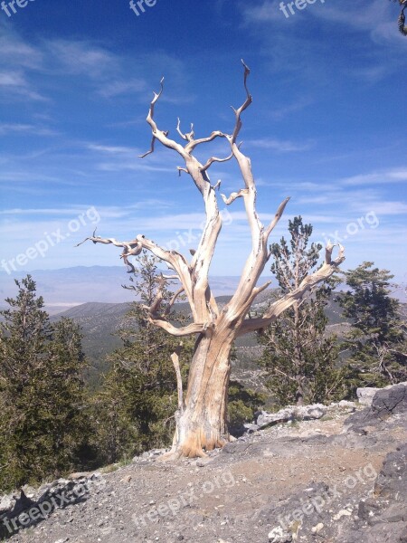 Bristlecone Pine Tree Dead Tree Tree Mountain