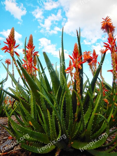 Kniphofia Red Hot Poker Flowers Plant Spring