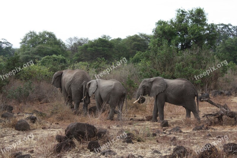 Elephant Family Slonie Elephant Tanzania Safari