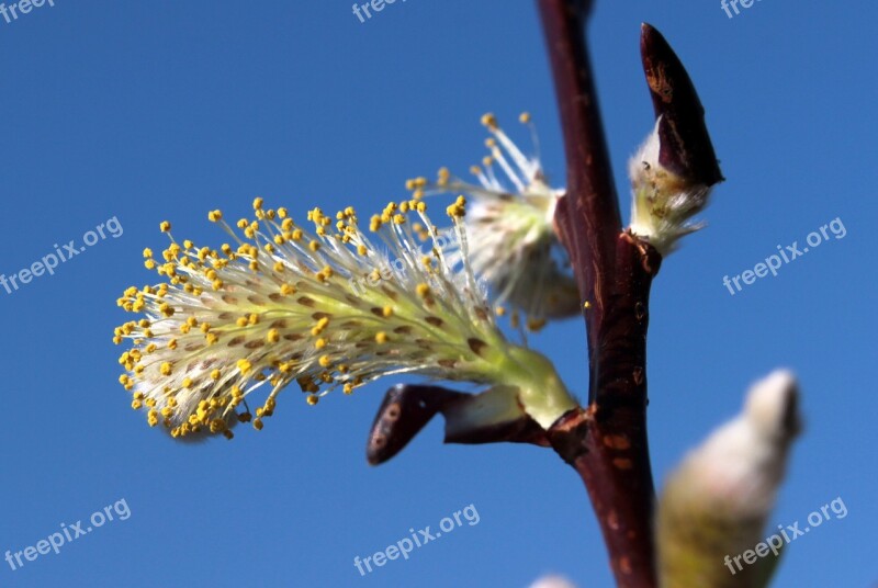 Willow Catkin Bloom Spring Blossom Bloom