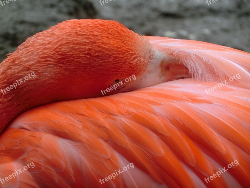 Flamingo Bird Pink Water Bird Feather