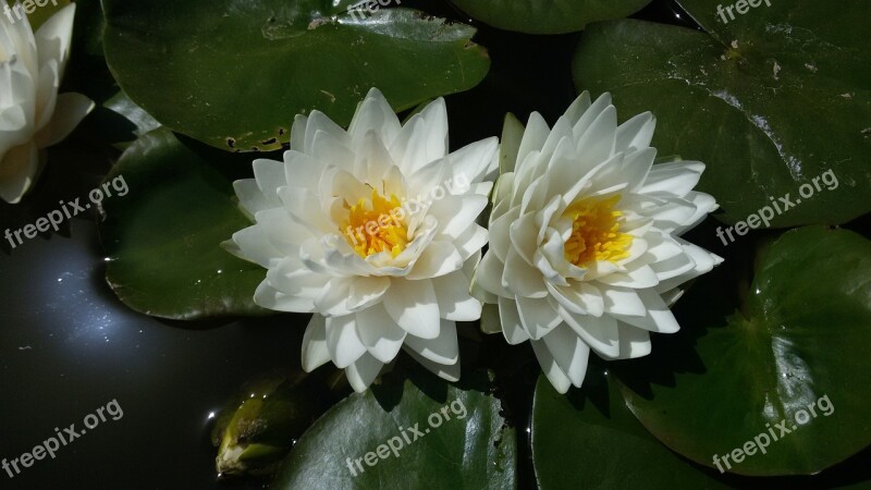 Water Lily Aquatic Plants Ponds Free Photos