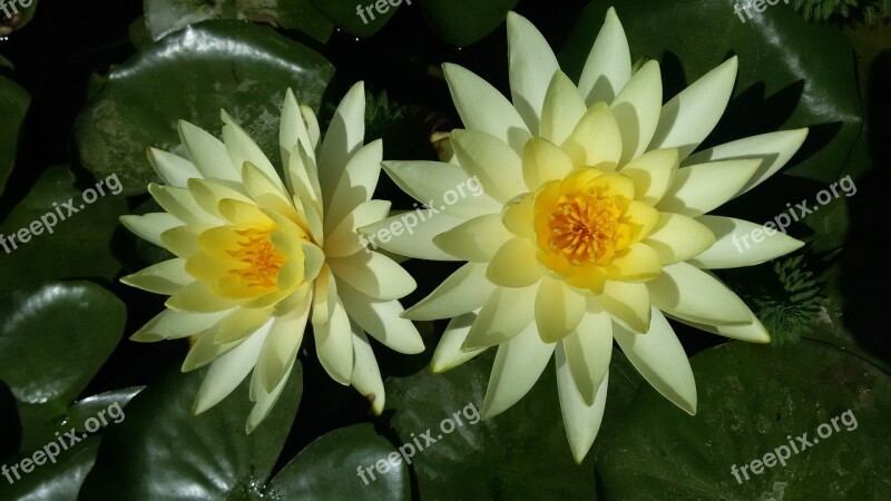 Water Lilies Aquatic Plants Pond Free Photos