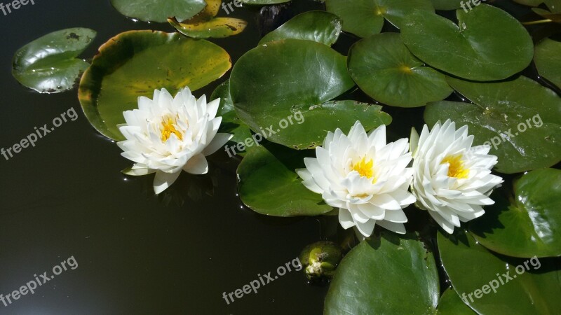 Water Lily Aquatic Plants Ponds Free Photos