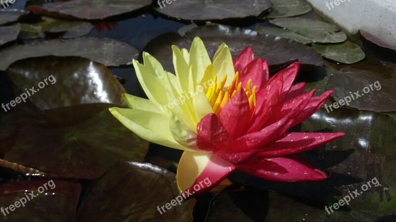 Water Lily Aquatic Plants Ponds Free Photos