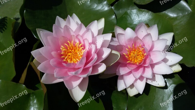 Water Lily Aquatic Plants Ponds Free Photos