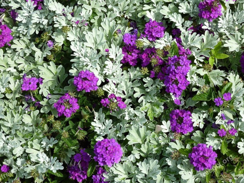 Bed Purple Garden Plant Splash Of Color