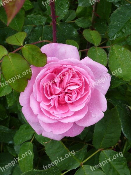 Rose Blossom Bloom Pink English Rose