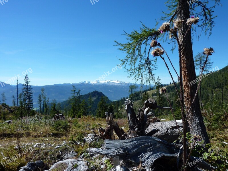 Mountain Plateau Austria Kitzbuehel Weathered Log