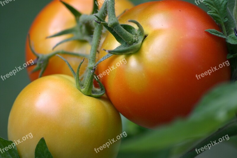 Tomatoes Tomato Summer Vegetable Vegetarian