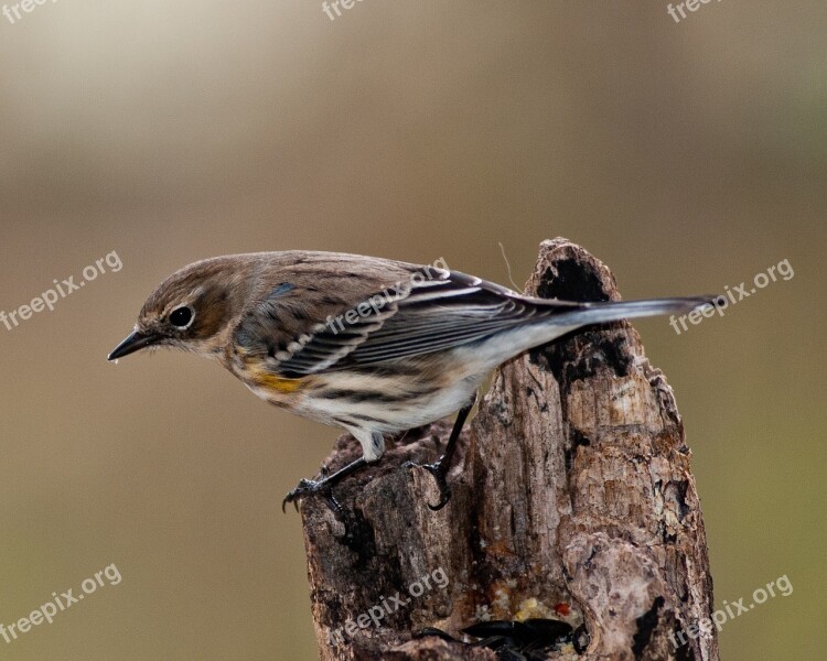 Warbler Myrtle Warbler Bird Yellow-rumped Perch