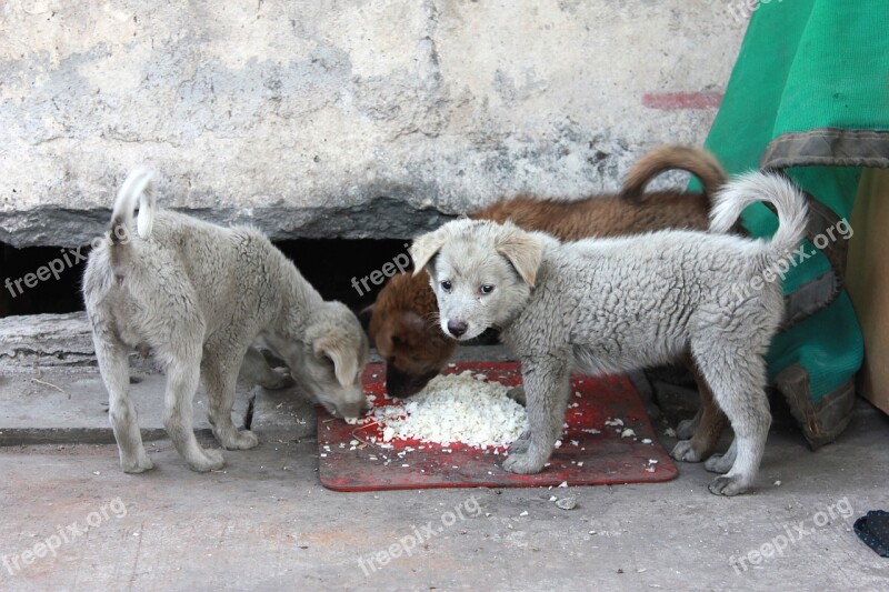 The Tramp Puppy Pathetic Street Eat Rice