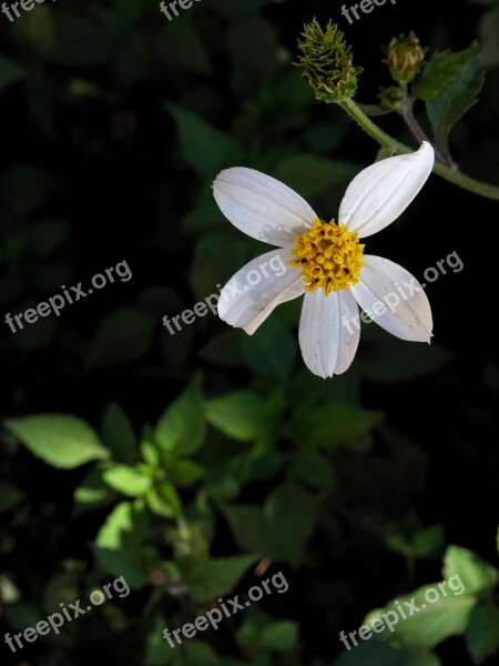 Bidens Alba White Flower White Flower Nature