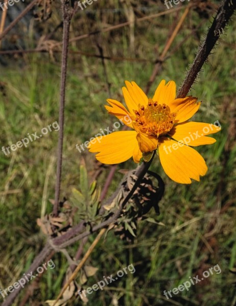 Bidens Aurea Orange Flower Orange Flowers Nature