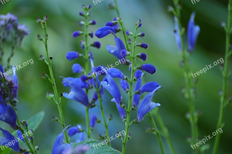 Flowers Blue Bouquet Garden Blue Flower