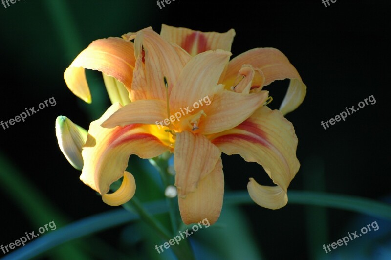 Lys White Lily Flowers White Bouquet