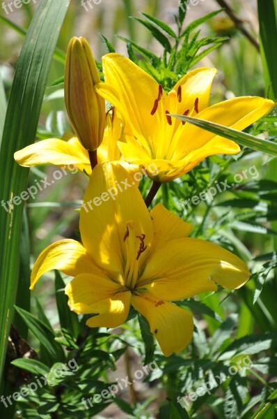 Lys Yellow Lily Flowers Yellow Bouquet