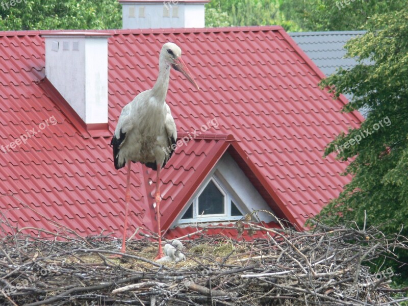 Stork Nest Chicks Bird White Stork