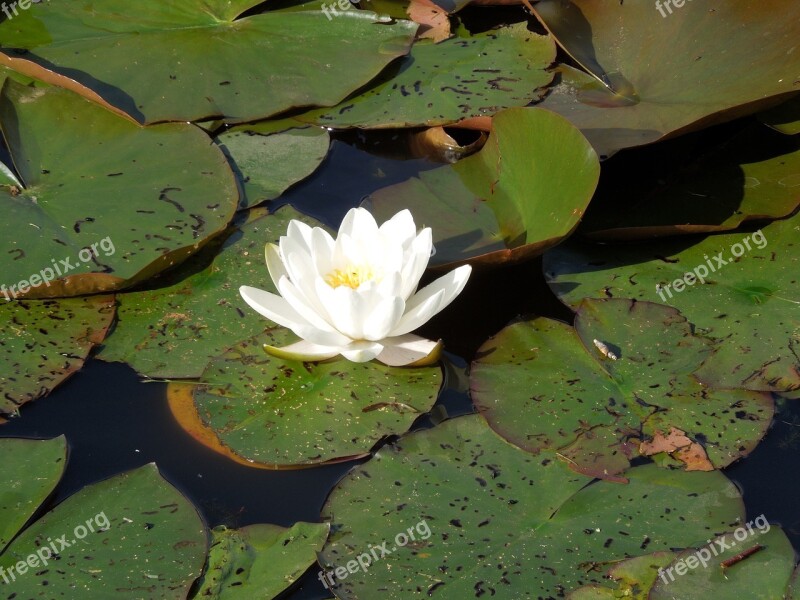 Water Lily Flower Water Plant Beautiful Plant