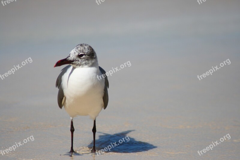 Bird Dove Gaviota Peace Hope