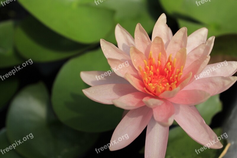 Lotus Flowers Now Nature Water Lilies