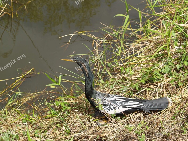 Anhinga Snakebird Darter Water Turkey Secret Crow