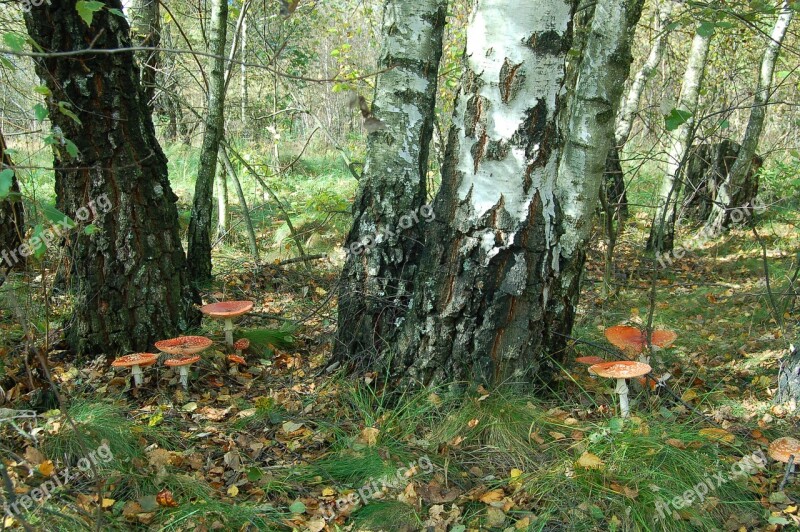 Mushrooms Amanita Muscaria Birch Forest Autumn Vacation