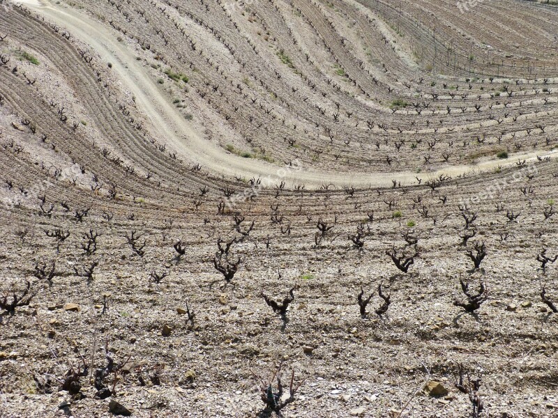 Vineyard Waves Texture Background Vine