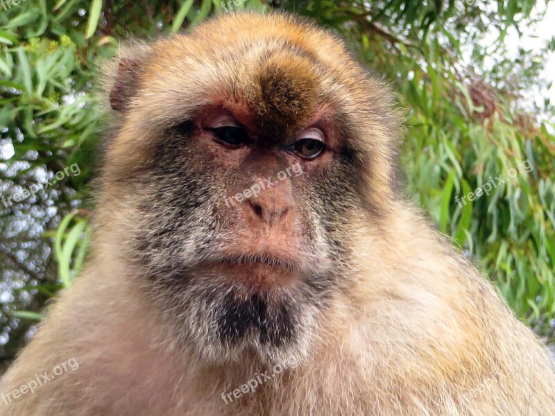 Gibraltar Monkey Magot Animal Primate