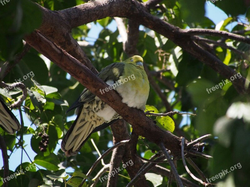 Green Dove Bird Taipei Free Photos