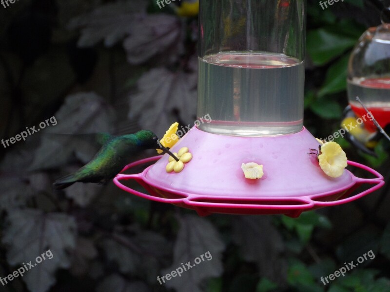 Hummingbird Ave Feather Garden Peak Fauna