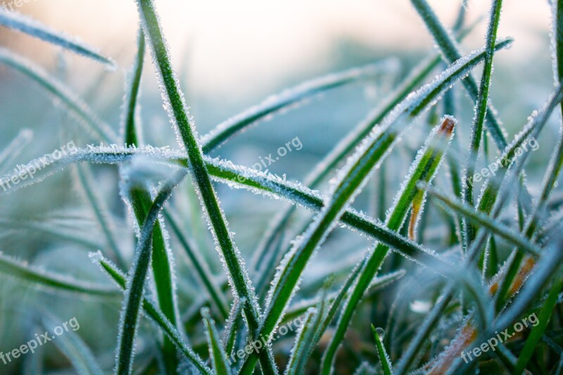 Grass Ice Crystal Halm Winter