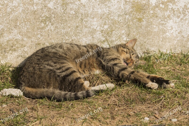 Cat Animal Kitten Feral Cat Free Photos