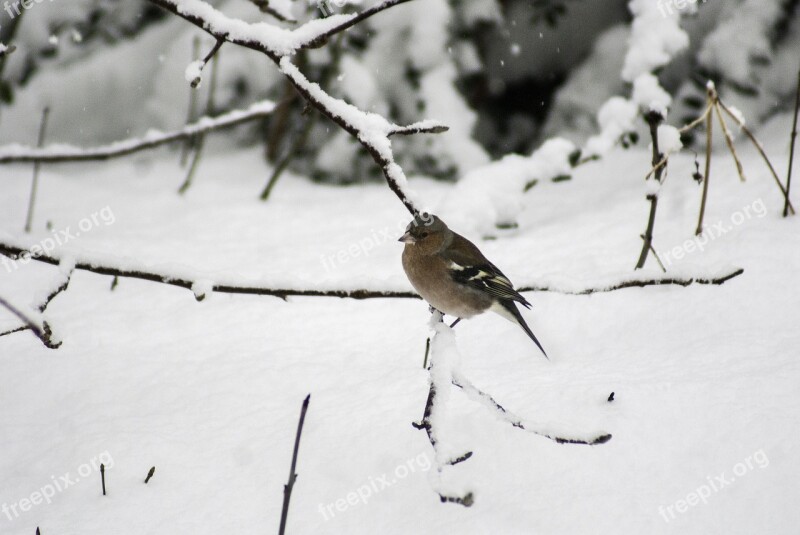 Bird Winter Snow White Cold