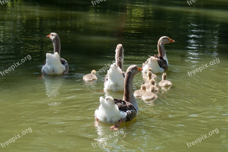 Geese Family Water Plan Goslings Water