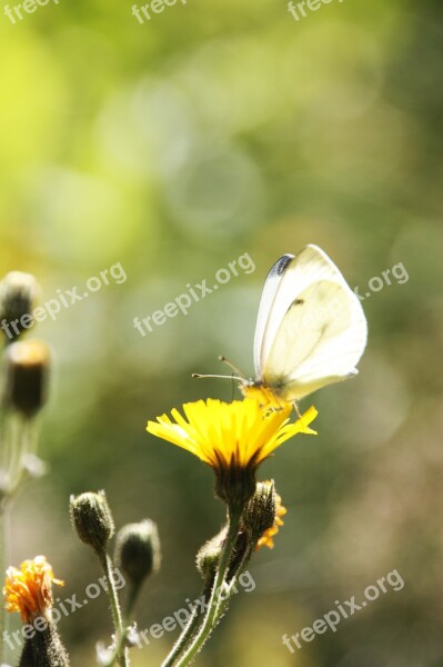 Butterfly Flowers Butterfly On Flower Nature Wings