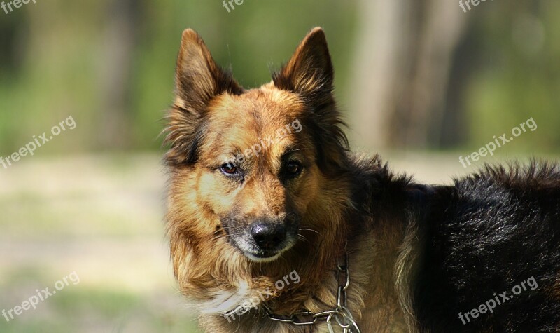 German Shepherd Dog Pet Animal Animals