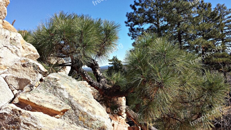 Pine Ponderosa Pine Trees Pine Trees Nature Rock