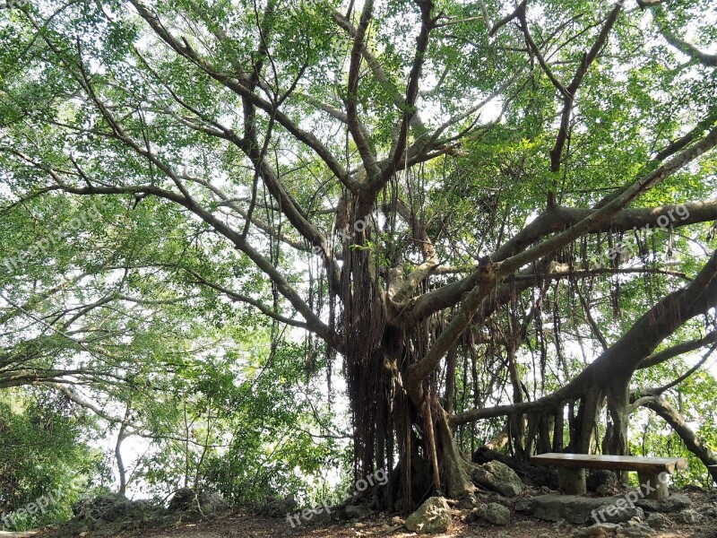 Trees Shibayama Kaohsiung Free Photos