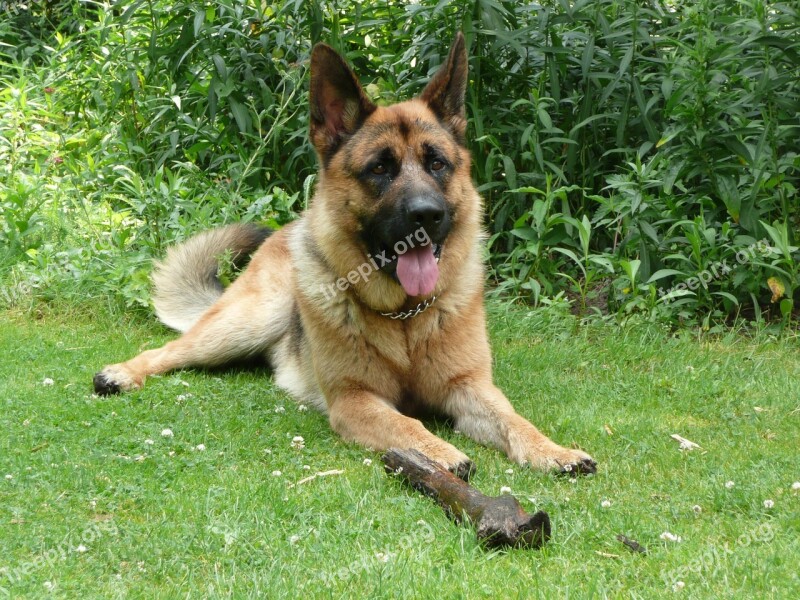 German Shepherd Stick Lying Free Photos