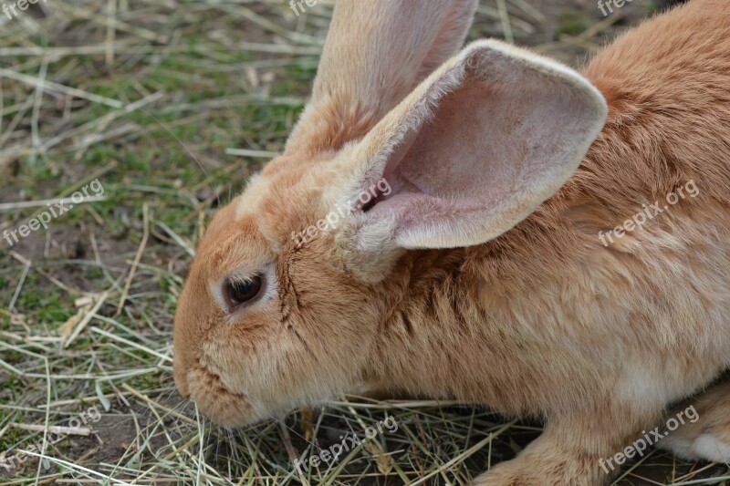 Rabbit Hare Munchkins Long Eared Brown