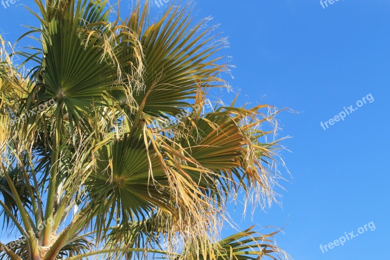 Palm Springs Palm Tree Desert Sky Palm