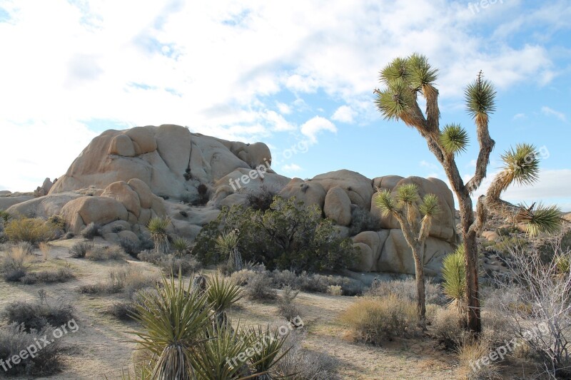 Joshua Tree National Park Desert Mojave California Park